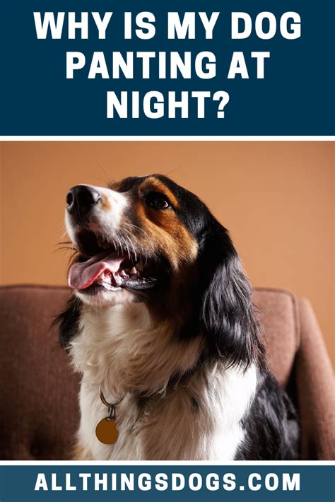 Dog Panting At Night | Dog pants, Dogs, Dog body language