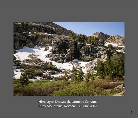 Himalayan Snowcock Thomas Peak at 10,800′ Lamoille Canyon, Ruby Mountains, Nevada 18 – June 2007 ...