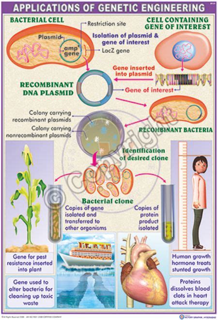 Victory Graphik | BT-31 Applications of Genetic Engineering