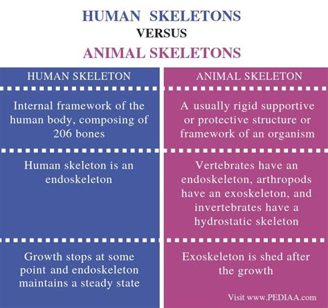 What are the Similarities and Differences Between Human and Animal ...