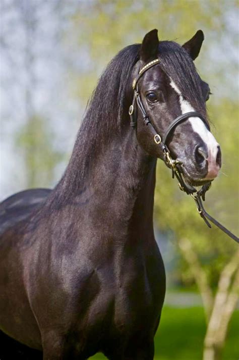 Mynydon Mojo, handsome black Welsh Pony stallion. | Welsh pony, Welsh ...