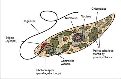 Plantlike Protists