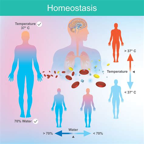 Physiological Homeostasis - Biology Online Tutorial