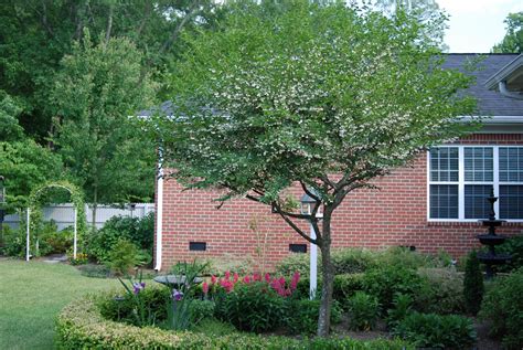 Styrax japonica – Nurseries Caroliniana