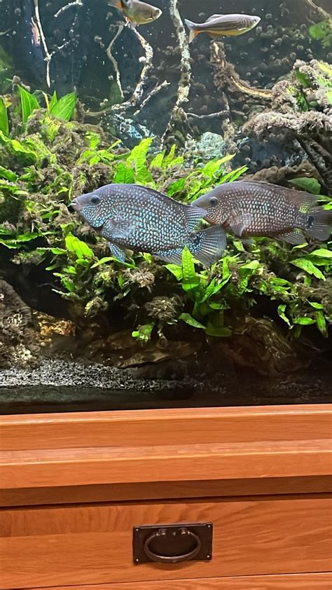 Texas Cichlid: Complete Guide to Care, Breeding, Tank Size and Disease - The Aquarium Guide