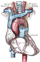 Left coronary artery - Wikipedia