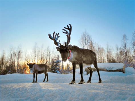 Climate change in Lapland: The impact of global warming in the land of ...