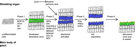 Advances in abscission signaling | bioRxiv