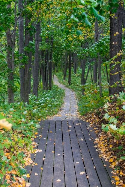 Premium Photo | Road in the autumn forest