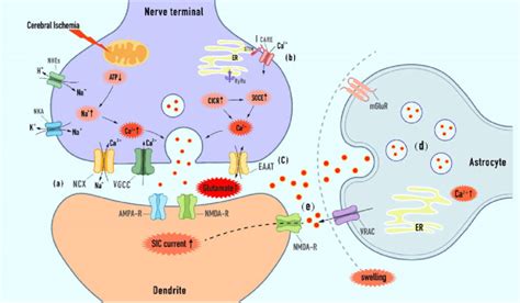 Excessive synaptic or extra-synaptic glutamate release mechanisms in... | Download Scientific ...