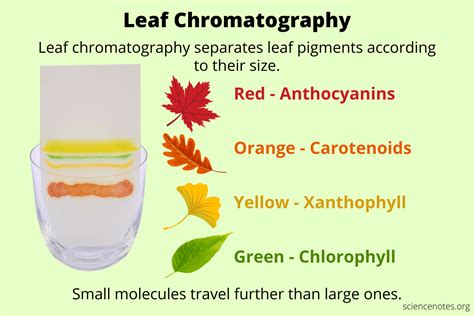 Leaf Chromatography Experiment - Easy Paper Chromatography