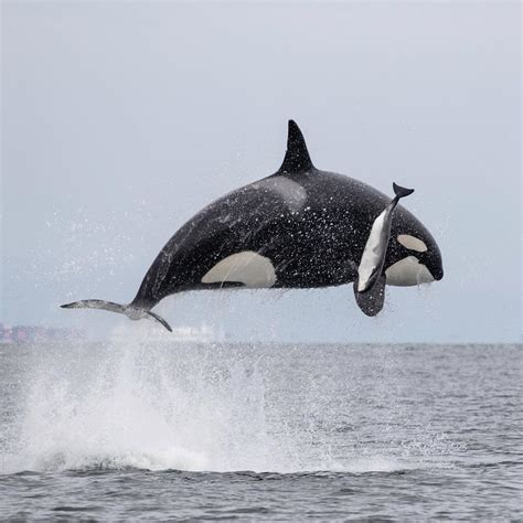 Orca hunting a porpoise | Orca, Whale, Ocean animals