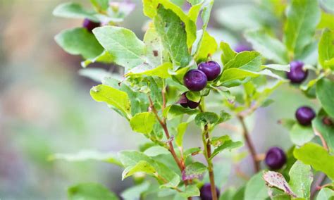 Huckleberries vs Blueberries: Is There a Difference? - Wiki Point