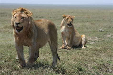 File:Lions in Serengeti.jpg - Wikimedia Commons