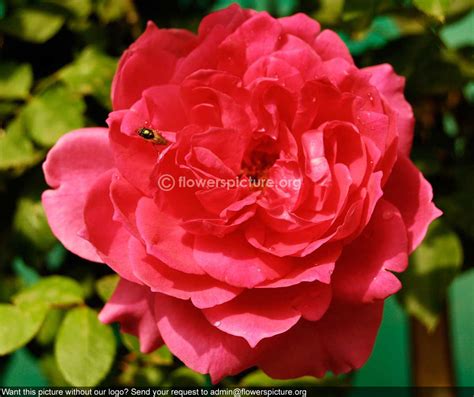 Rose cerise pink Banglore Flower Show Jan 2013