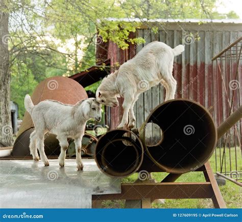 Baby Goats Playing on Farm stock image. Image of white - 127609195