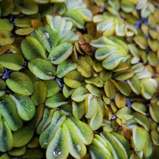 Salvinia molesta Giant salvinia AQUARIUM WATER PLANT DUCKWEED MINI FLOATING PLANT Salvinia ...