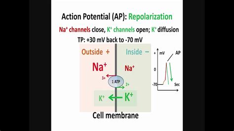 Neuron, Action Potential, Part 2: Depolarization, Repolarization, Hyperpolarization - YouTube