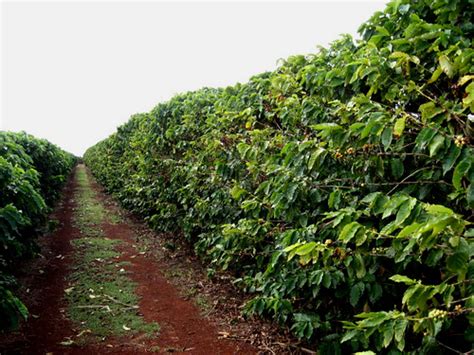 Kauai Coffee Plantation | I guess they used to have a maze, … | Flickr