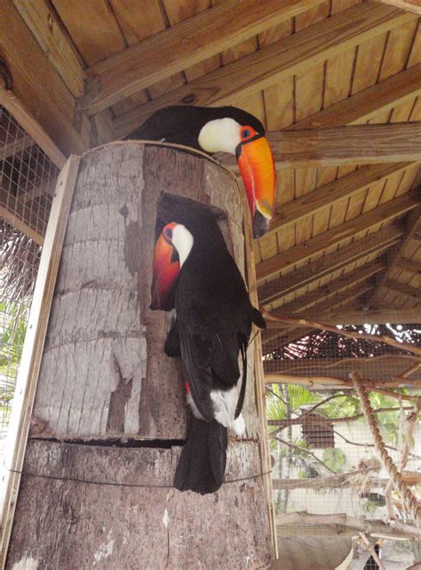 Toco toucan pair nest log | Adventures in Toucanland