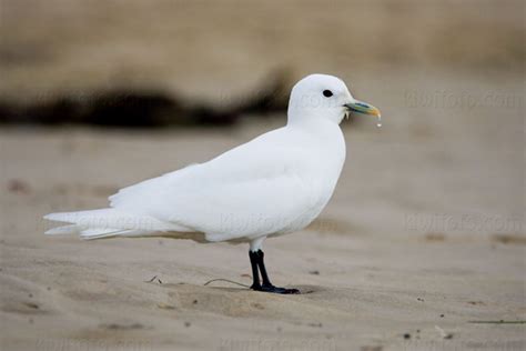 Ivory Gull Pictures and Photos - Photography - Bird | Wildlife | Nature ...