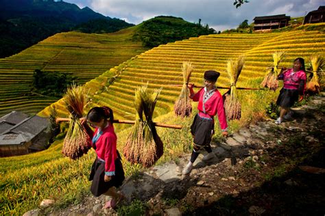 3 ways GMO rice could improve world but tech hurdles and anti-GMO ...