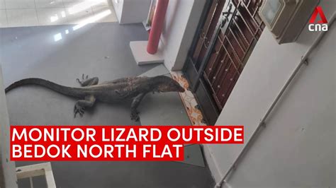 Monitor lizard seen in Bedok North HDB block - YouTube