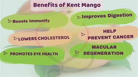 Kent Mango- Origin, Characteristics, Nutrition, Amazing Benefits & Recipes - Mango Dose