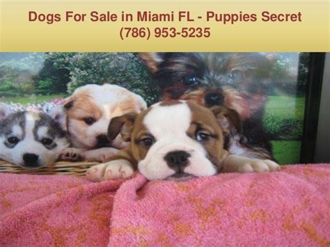 Puppies in Miami FL