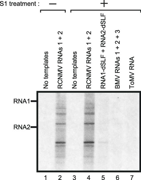 The RdRP activity of the 480-kDa complex exhibits high template... | Download Scientific Diagram