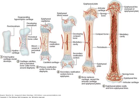 Does anyone know about compact bone formation during Endochondral Ossification? | ResearchGate