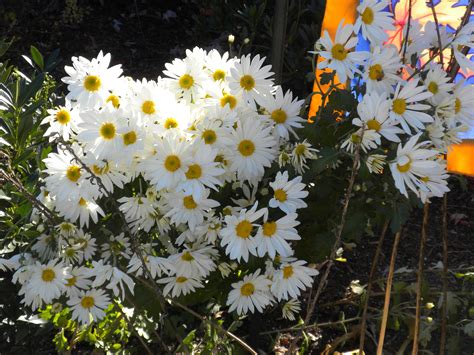 Happy flowers (daisies). | Outdoor plants, Beautiful flowers, Unique ...