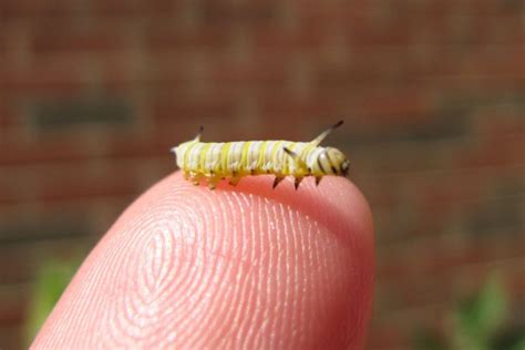 Monarch Caterpillar Stages With Pictures & Facts: 5 Larval Stage Instars