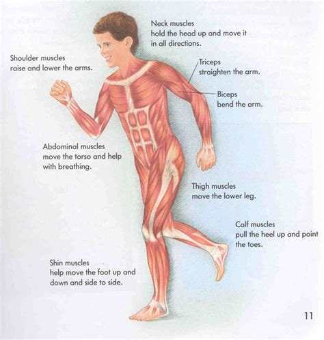 Muscular System Major Organs Muscular System | Encognitive | Muscular system for kids, Human ...