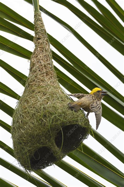 Baya weaver on its nest - Stock Image - C048/4034 - Science Photo Library