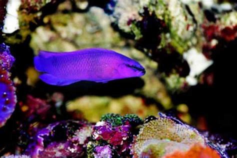 Orchid Dottyback Care Guide - Saltwater Aquarium Blog