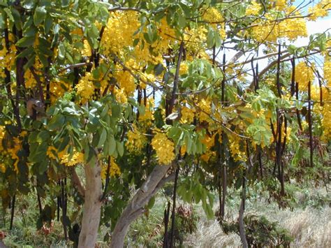 Characteristics of the Medicinal Amaltas Tree - RemedyGrove