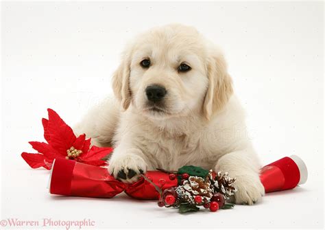 Dog: Golden Retriever pup with Christmas cracker photo WP20045