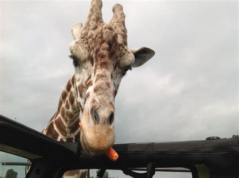 Awesome time feeding a giraffe! | Giraffe, Day trips, Trip