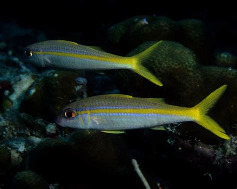 Yellow goatfish - Facts, Diet, Habitat & Pictures on Animalia.bio