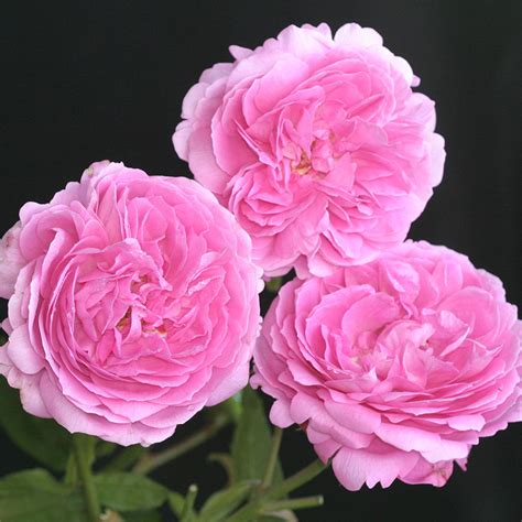 22 of Our Favorite Fragrant Roses | Flower Magazine