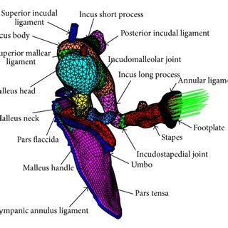 Schematic of the proposed middle ear implant. | Download Scientific Diagram