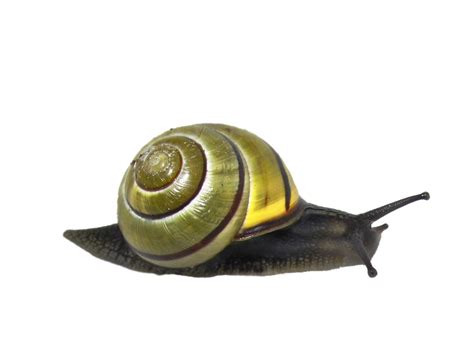 snail png - Clip Art Library