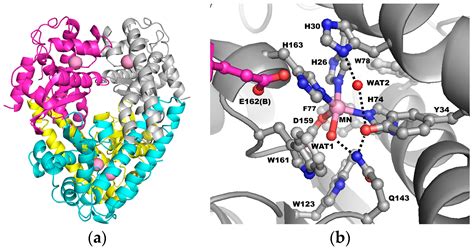 Superoxide Dismutase Structure