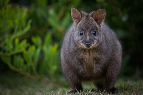 Tasmanian Pademelon - Profile | Traits | Facts | Juvenile | Size ...