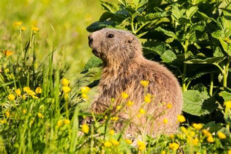 135 Alpine Hibernation Marmot Stock Photos - Free & Royalty-Free Stock ...