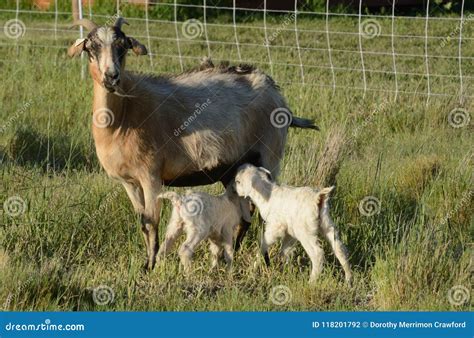 Newborn Baby Kid Goats Nursing from Mother Goat Stock Photo - Image of ...