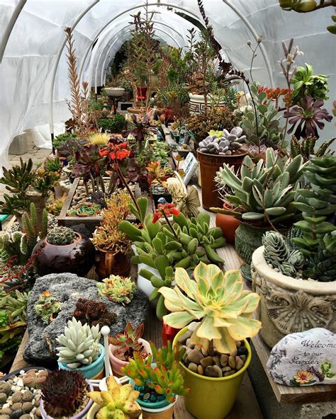 Succulent Garden Design | Gazebodesign