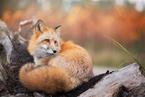 fox, Animals, Nature, Wildlife Wallpapers HD / Desktop and Mobile ...