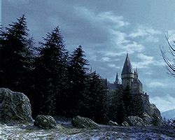 Harry Potter I Love The Whomping Willow So Much GIF - Find & Share on GIPHY